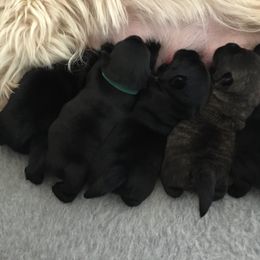 Scottish Terrier Puppies from Gina Smith