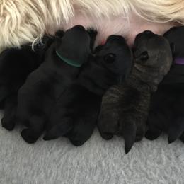 Scottish Terrier Puppies from Gina Smith