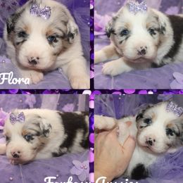 Australian Shepherd puppies from Fantasy Pomeranians & Fantasy Aussies