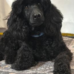 Wesson - Black male Poodle puppy in Bauxite, Arkansas from Mountain Ridge Poodles