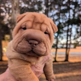 Girl 2 - Apricot dilute female Chinese Shar-Pei puppy in Autryville, North Carolina from T&D'S Razen Wrinkles Shar-pei