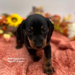 Male 3 - Black and tan male Dachshund puppy in Huggins, Missouri from RJ's Miniature Dachshunds