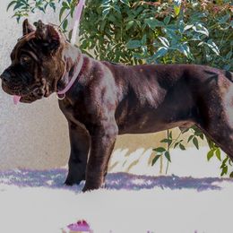 Black collar - Black brindle male Cane Corso puppy in Caliente, California from Rafter Cross 7