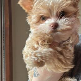 Aurora - Parti female Yorkshire Terrier puppy in Atlanta, Georgia from Royal Beauties Yorkies of Atlanta