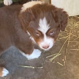 Australian Shepherd Puppies from Toni Thompson's Australian Shepherds