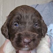 Purple collar - female Newfypoo puppy in Mckenzie, Tennessee from Small Town Doodles & Poodles