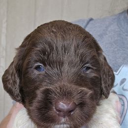 Purple collar - female Newfypoo puppy in Mckenzie, Tennessee from Small Town Doodles & Poodles