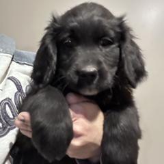 Girl 7 (Light Green) - female Golden Mountain Dog puppy in Wyoming from Great Basin BMD