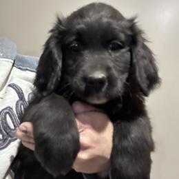 Girl 7 (Light Green) - female Golden Mountain Dog puppy in Wyoming from Great Basin BMD
