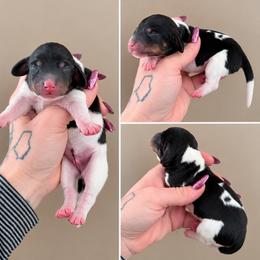Jameson - Piebald male Dachshund puppy in Madison, Wisconsin from SK Miniature   Dachshunds