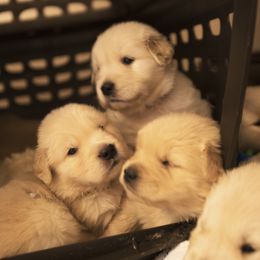 Golden Retriever Puppies from Honeysweet Goldens