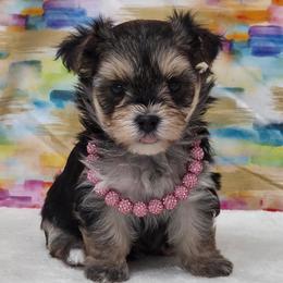 Misty - Black & tan tri-color female Morkie puppy in Monticello, Iowa from Ashley’s Puppies
