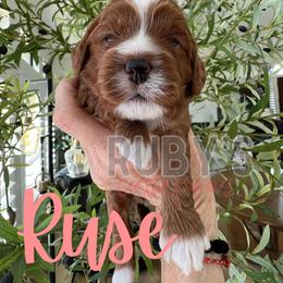 Ruse - Red female Cavapoo puppy in West Jordan, Utah from Ruby's Cavapoos