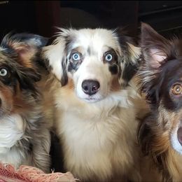 Aussiedoodles and Australian Shepherds from Awesome Doods and Aussies Too