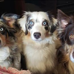 Aussiedoodles and Australian Shepherds from Awesome Doods and Aussies Too