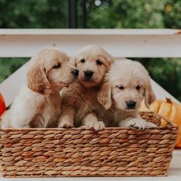 Golden Retriever Puppies from Morgan’s Heart of Gold Retrievers