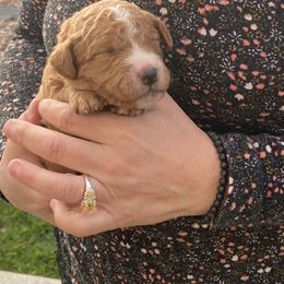 Bernedoodle Puppies from Pitter Patter Puppies NJ