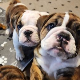 Bulldog Puppies from Mary Estabrook