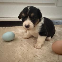 Full fluffy Easy - Black and white male American Corgi puppy in Decatur, Texas from Bar S Corgis