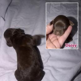 Daisy - Brown female Cockapoo puppy in Connersville, Indiana from MoonShine Babies