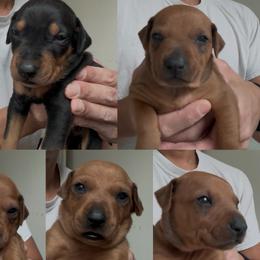 German Pinschers from Levi German Pinschers