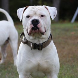 American Bulldogs from Blevins American Bulldogs