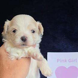 Pink Girl - White female Maltipoo puppy in Sahuarita, Arizona from Cowgirl's Legacy Maltipoos