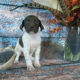 Boy 5 - White and liver male German Shorthaired Pointer puppy in Laporte, Minnesota from Northern Odyssey Gun Dogs