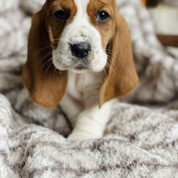 Basset Hound Puppies from Central Kentucky Basset Hounds