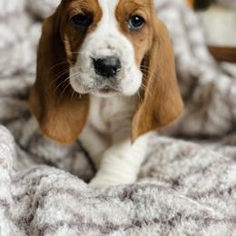 Basset Hound Puppies from Central Kentucky Basset Hounds