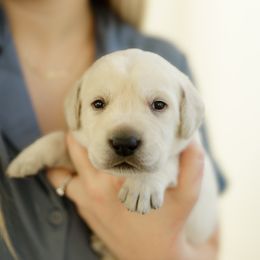 Slimer - Yellow male Labrador Retriever puppy in Allons, Tennessee from UC Labradors LLC