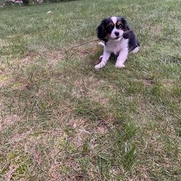 Cavalier King Charles Spaniel Puppies from Faithful Friends Cavaliers