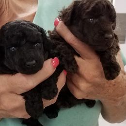 Poodle Puppies from Karamba Toy Poodles