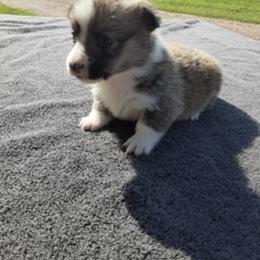 Pembroke Welsh Corgi Puppies from JD's Corgi Kennel