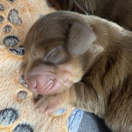 Mars - Chocolate and tan male Dachshund puppy in Trenton, Florida from Tweenie Weenie Dachshunds