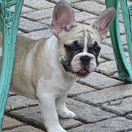 Bulldogs and French Bulldogs from Bouquet Bulldogs