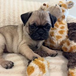 Middle girl - Fawn female Pug puppy in Athens, Alabama from Tina’s Pugs