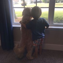 Goldendoodle Puppies from Mumzee Doodles