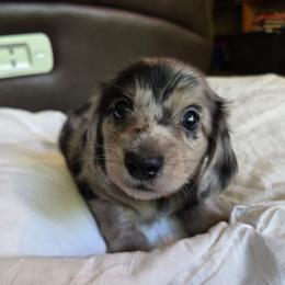 Jasper - Dapple male Dachshund puppy in Eldon, Missouri from Pure Joy Dachshunds