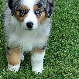 Australian Shepherd Puppies from Heritage Creek Preservation Farm