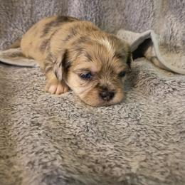 SCGirl 1 - Brindle female Shih Tzu puppy in Meridian, Oklahoma from Crazy Love Kennels