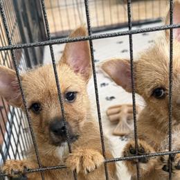 Norwich Terriers from Tuffy’s Brown Dogs