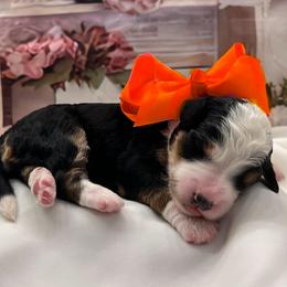 Sally Orange Girl - Tri-color female Bernedoodle puppy in The Woodlands, Texas from Gracie's Goldendoodles and Bernedoodles