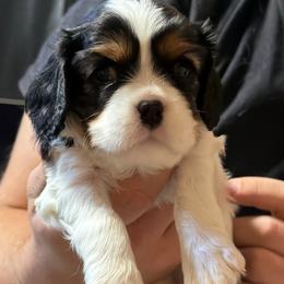 Female 3 - Tri-color female Cavalier King Charles Spaniel puppy in Kalama, Washington from Beautiful Cavaliers