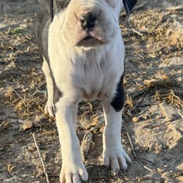 Boxer Puppies from House of boxers