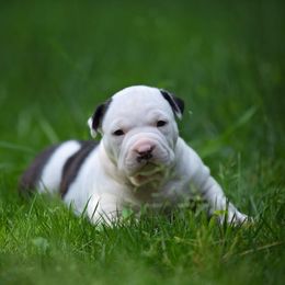 American Staffordshire Terrier Puppies from America's Best