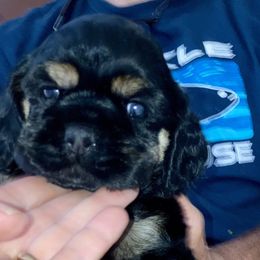 Cocker Spaniel Puppies from Doc's Cockers
