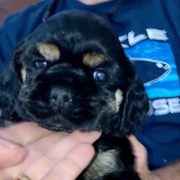Cocker Spaniel Puppies from Doc's Cockers