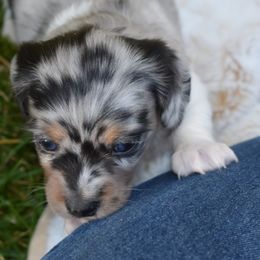 Fritz - Dachshund puppy from Discovery Dachs