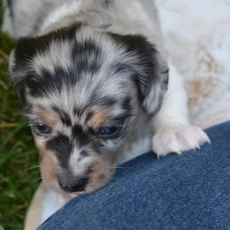 Fritz - Dachshund puppy from Discovery Dachs